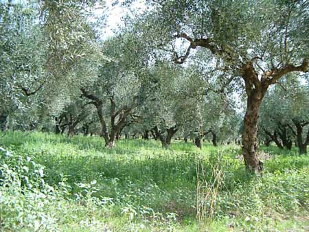 elaionas