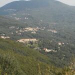 katopavliana