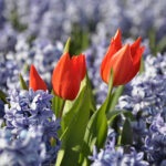 tulips