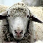 sheep