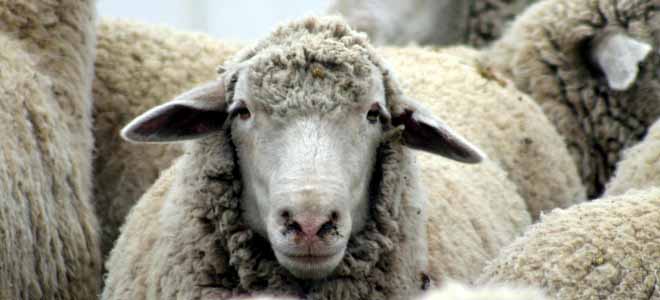 sheep