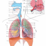 240px-Respiratory system complete numbered.svg