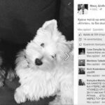 dendias dogs