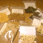seeds1