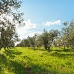 BANNER Olive-Grove-960x420