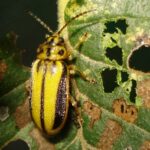 Xanthogal