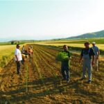 neoi agrotes