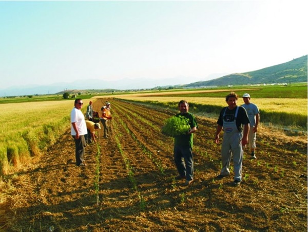 neoi agrotes