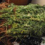 dendrullia kannabis arxeio