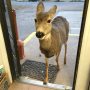 deer-family-visits-store-colorado-1-5a326e15515d7__700