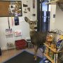 deer-family-visits-store-colorado-2-5a326e189897e__700