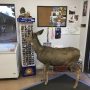deer-family-visits-store-colorado-3-5a326e1ab03ab__700