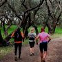 olivetree_266875096